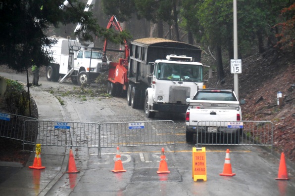 Sutro Forest Tree felling johnstone drive 6