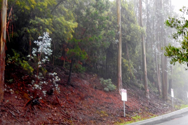 Sutro Forest Tree felling johnstone drive 7