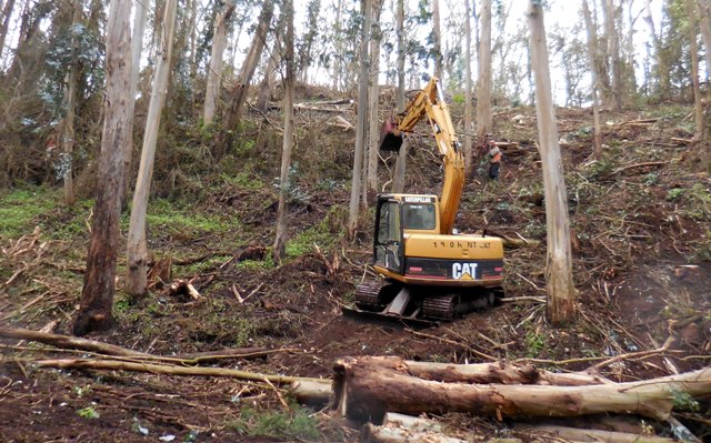 Today in Sutro Forest above Medical Center Way 2 sm