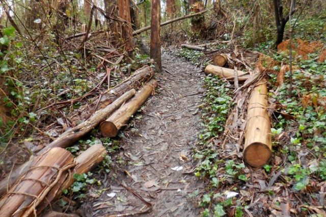jan 2016 sutro forest logs