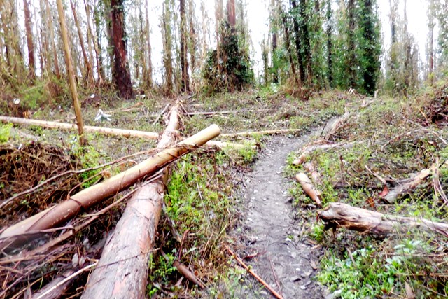 pics3 016 looks like a logging site