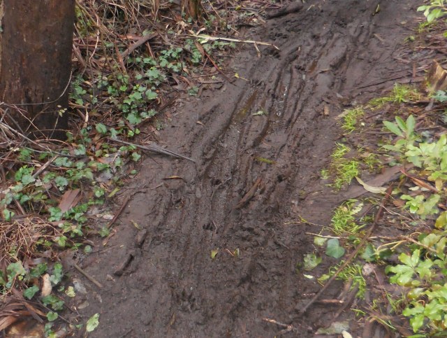 pics3 021 dogs and people and mountain-bikes leave a trail
