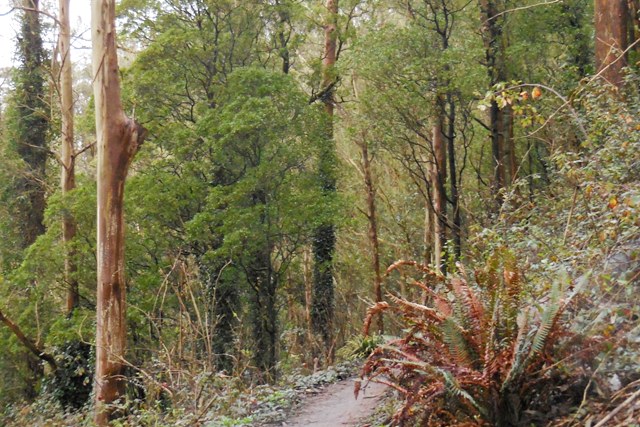 pics3 042 still green