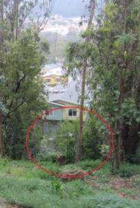 march 2013 Euc and Acacia regenerating in Gash