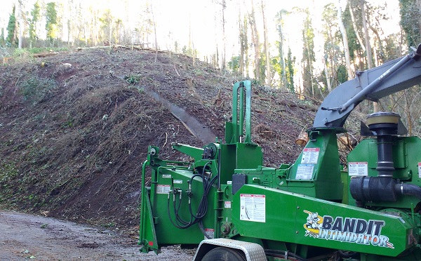 Sutro Forest Tree Destruction - Bandit Intimidator Jan 2021 600px